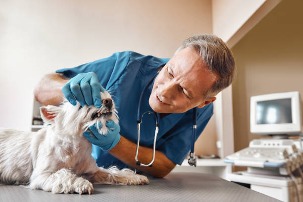 Best Emergency Dental Care for Abscessed Tooth in Chehalis, WA